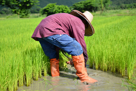 在水稻种植农民工作图片