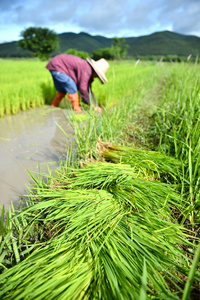 在水稻种植农民工作