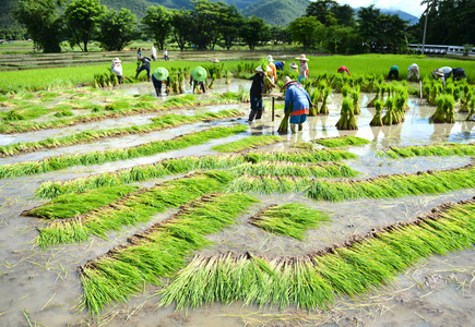 在水稻种植农民工作