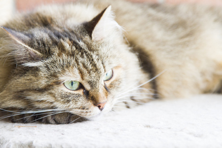 棕色 tortie 平纹鲭鱼女的西伯利亚 ca