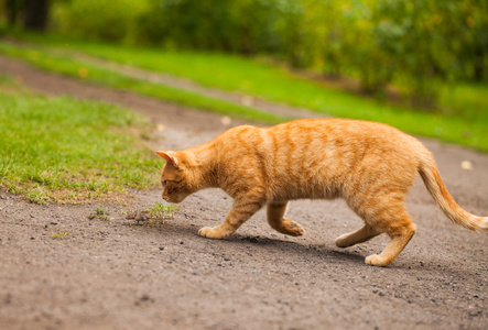 猫在花园里追老鼠照片