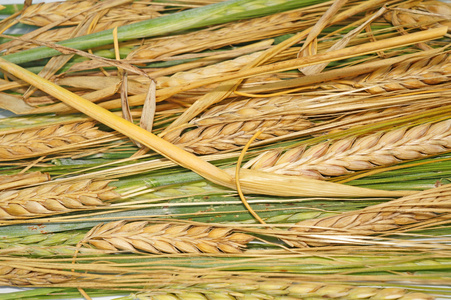 成熟和绿色小麦作为背景