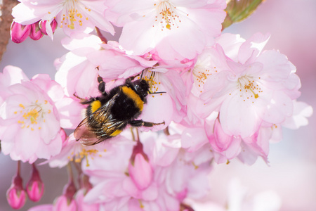 大黄蜂收集花粉