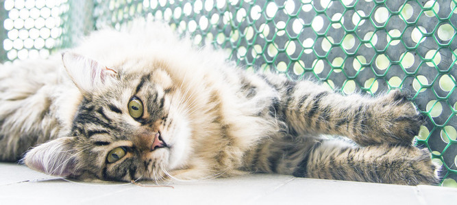 棕色雄性的西伯利亚猫 小猫在十个月