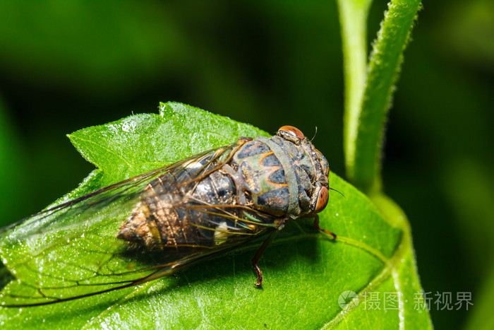 蝉在绿色叶子上