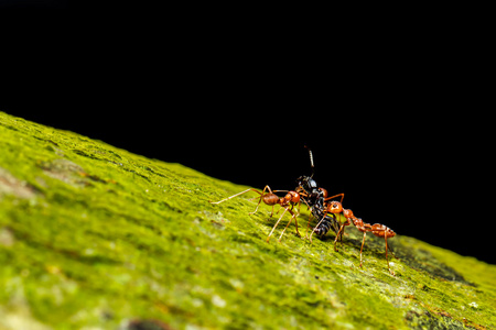 红蚂蚁团队合作图片