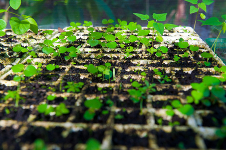 温室里的植物种植