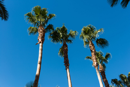 在晴朗的白天，棕榈树在沙滩上