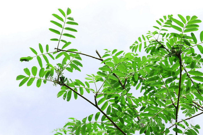 春天树上的树叶