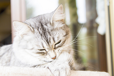 母猫的西伯利亚繁殖，银版牲畜猫