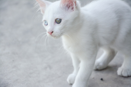 白与眼睛的不同颜色 , 白色的泰国小猫