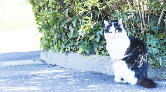 三色小猫, 欧洲品种