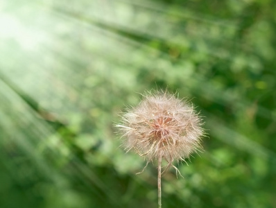 蒲公英美丽的蒲公英种子蒲公英花头