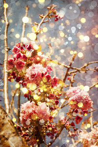美丽的樱桃树的花朵