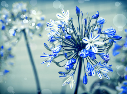 蓝色的花朵与阳光
