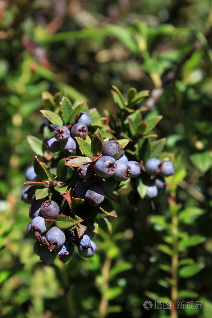 山蓝莓