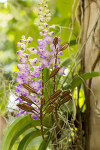 植物园 植物学 花束，分公司，明亮，芽，干净，关闭u