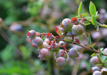 洛布什蓝莓