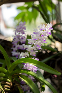 植物园 植物学 花束，分公司，明亮，芽，干净，关闭u