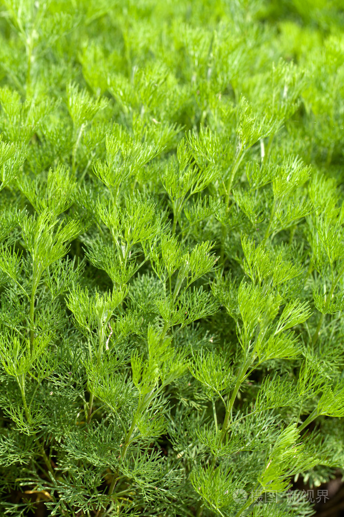 花园里的新鲜莳萝