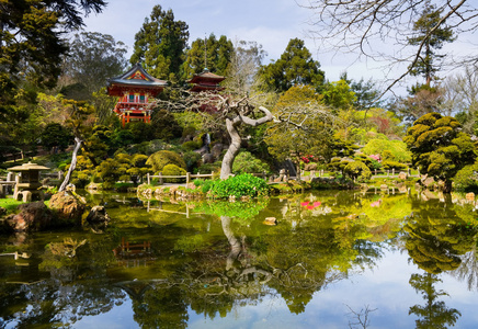 日本茶花园图片