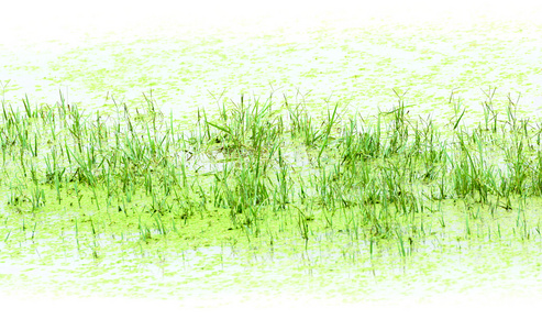 绿色沼泽背景