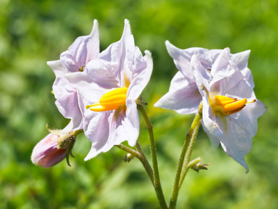 朵朵马铃薯植株的花朵