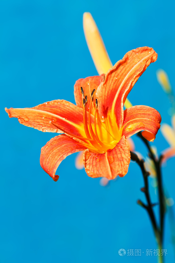 橘子百合花在户外关闭