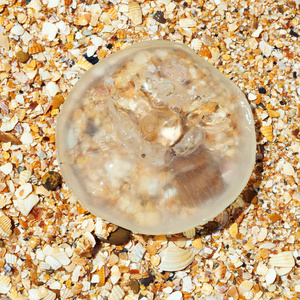 奥里莉亚藻水母沙滩和贝壳沙滩上