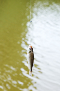 从河里捞起挂着的小胸鱼