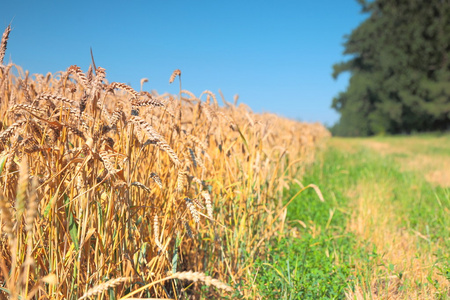 小麦和绿草领域