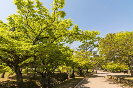 奈良公园的绿色小路, 日本