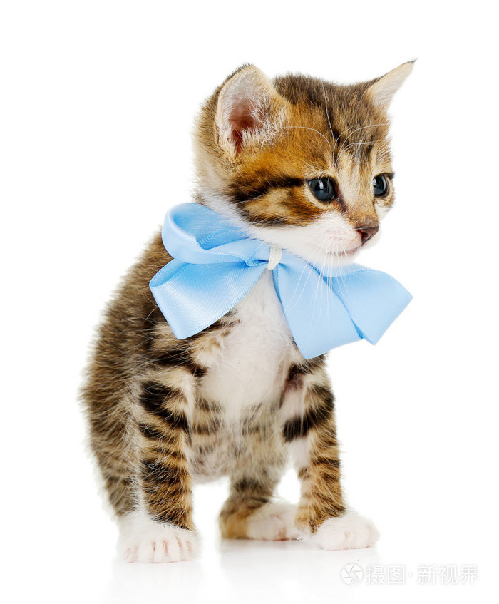 可爱的小猫孤立的白色衬底上的蝴蝶结