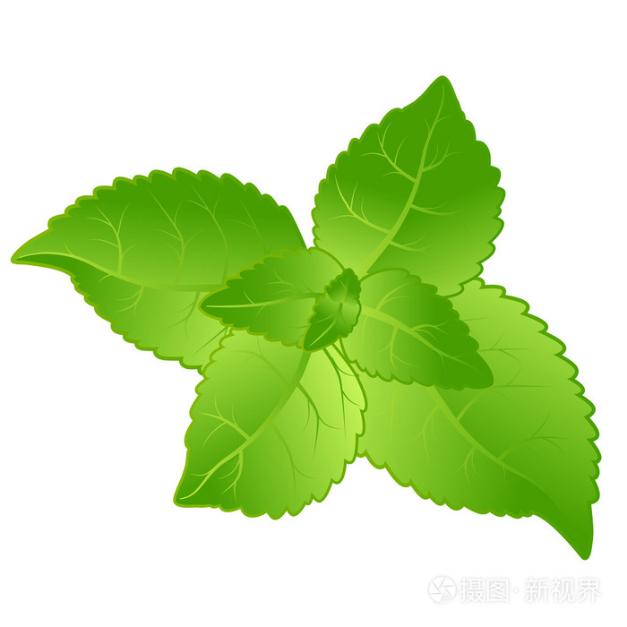 新鲜薄荷叶