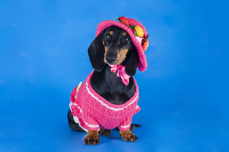 在一条粉红色的裙子和帽子在蓝色背景上的小猎犬