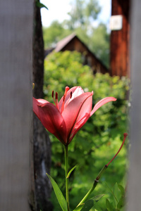 花园里红色的花