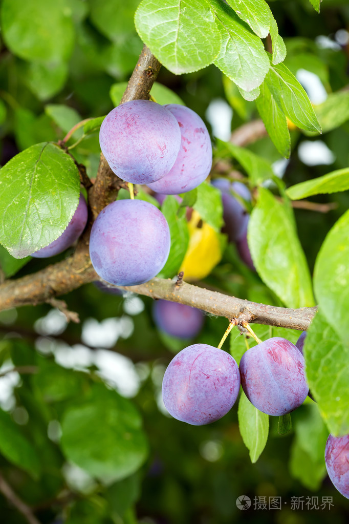 一棵树上的李子