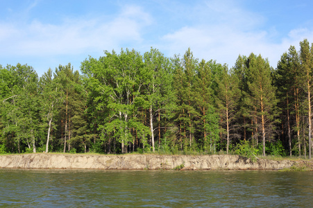 河岸上的绿树