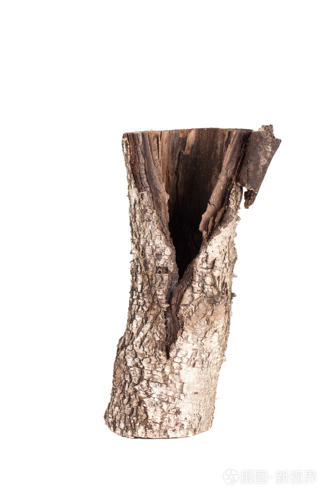 老裂纹的树桩的白桦树上白色背景孤立