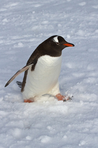巴布亚企鹅在雪地上行走阴沉沉的一天