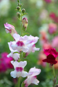 美丽的充满活力的白花特写镜头