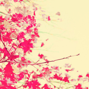 红色秋天的树叶