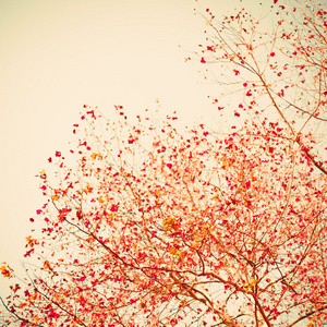 柔和的红色秋天的树叶
