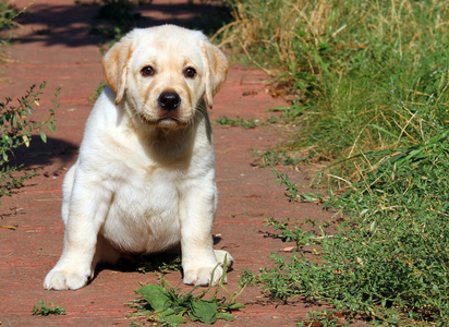 在花园里快乐黄色拉布拉多小狗肖像
