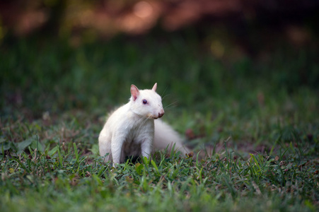 白色松鼠在草丛中