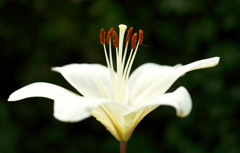 白色的花百合铁皮石斛的侧视图图片