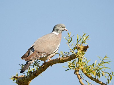 普通木鸽Columba Palumbus