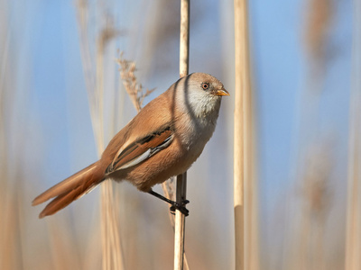 长须芦苇PanurusBiarmicus