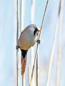 长须芦苇PanurusBiarmicus