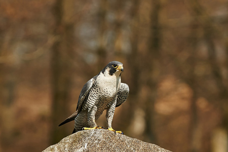 GyrfalconFalco Rusticolus